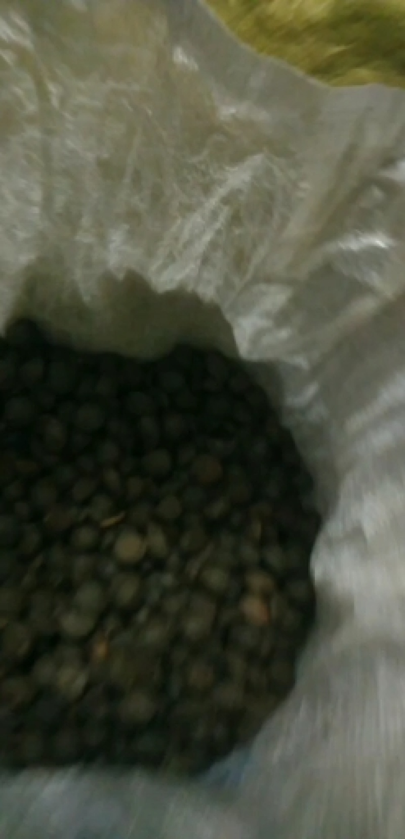 野生的山茶籽，中小米子