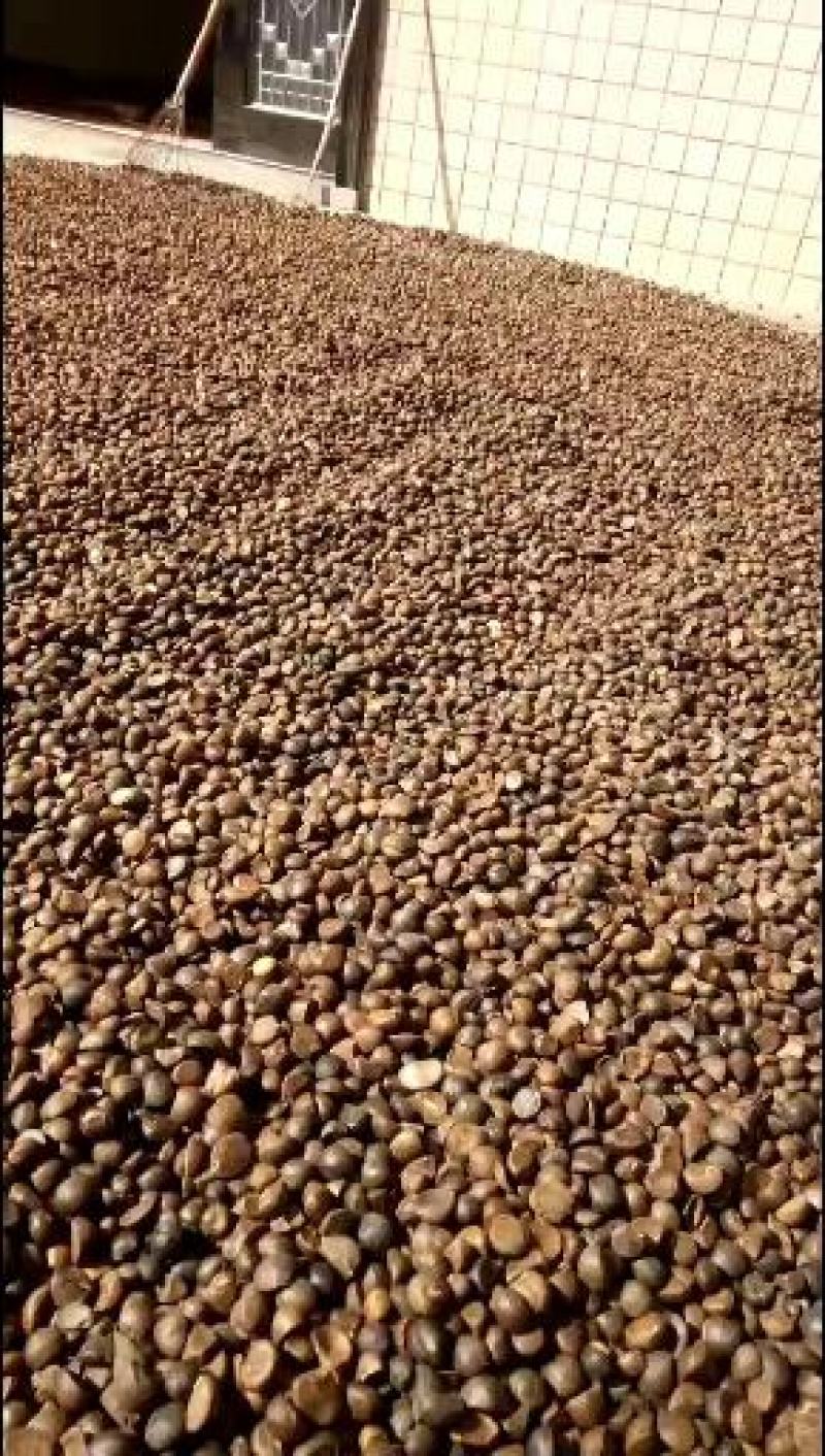 野生的山茶籽，中小米子