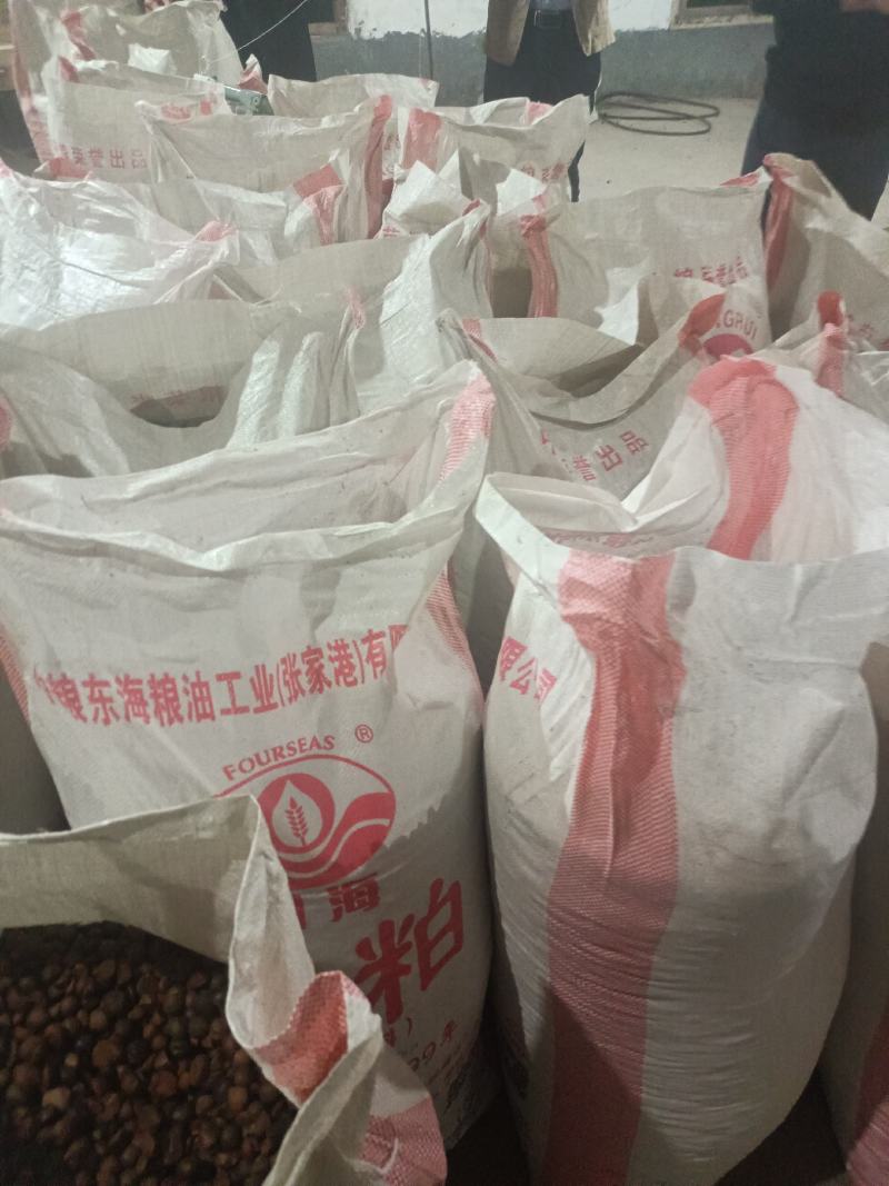 野生的山茶籽，中小米子