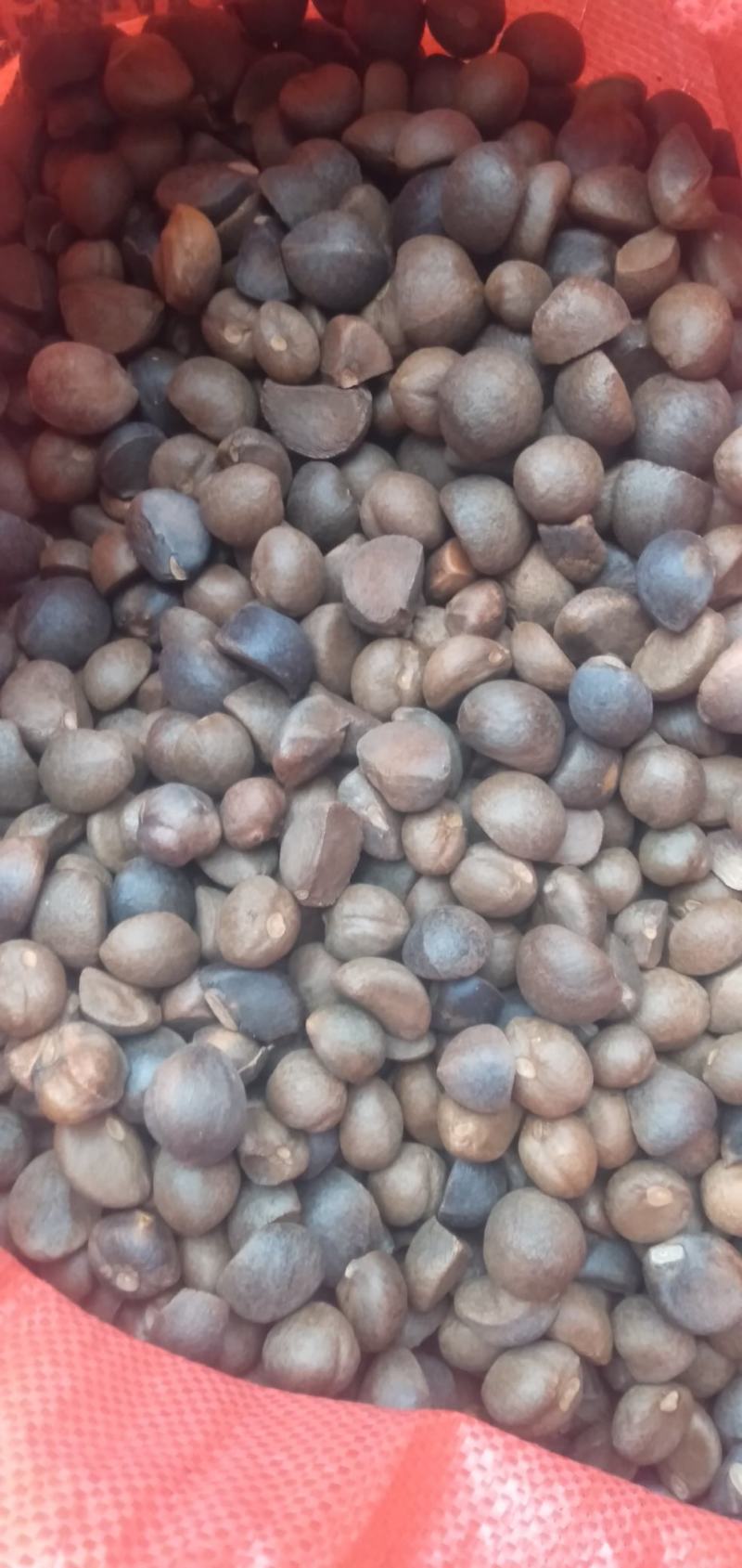 野生的山茶籽，中小米子