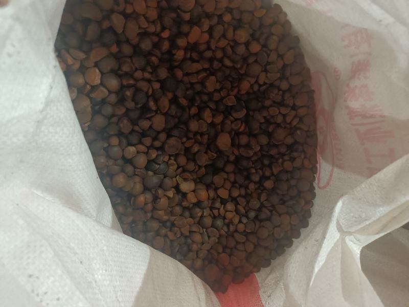 野生的山茶籽，中小米子