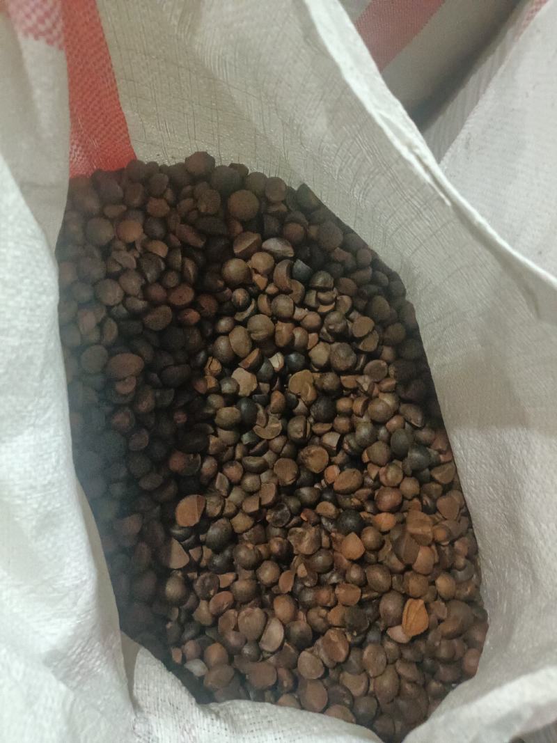 野生的山茶籽，中小米子