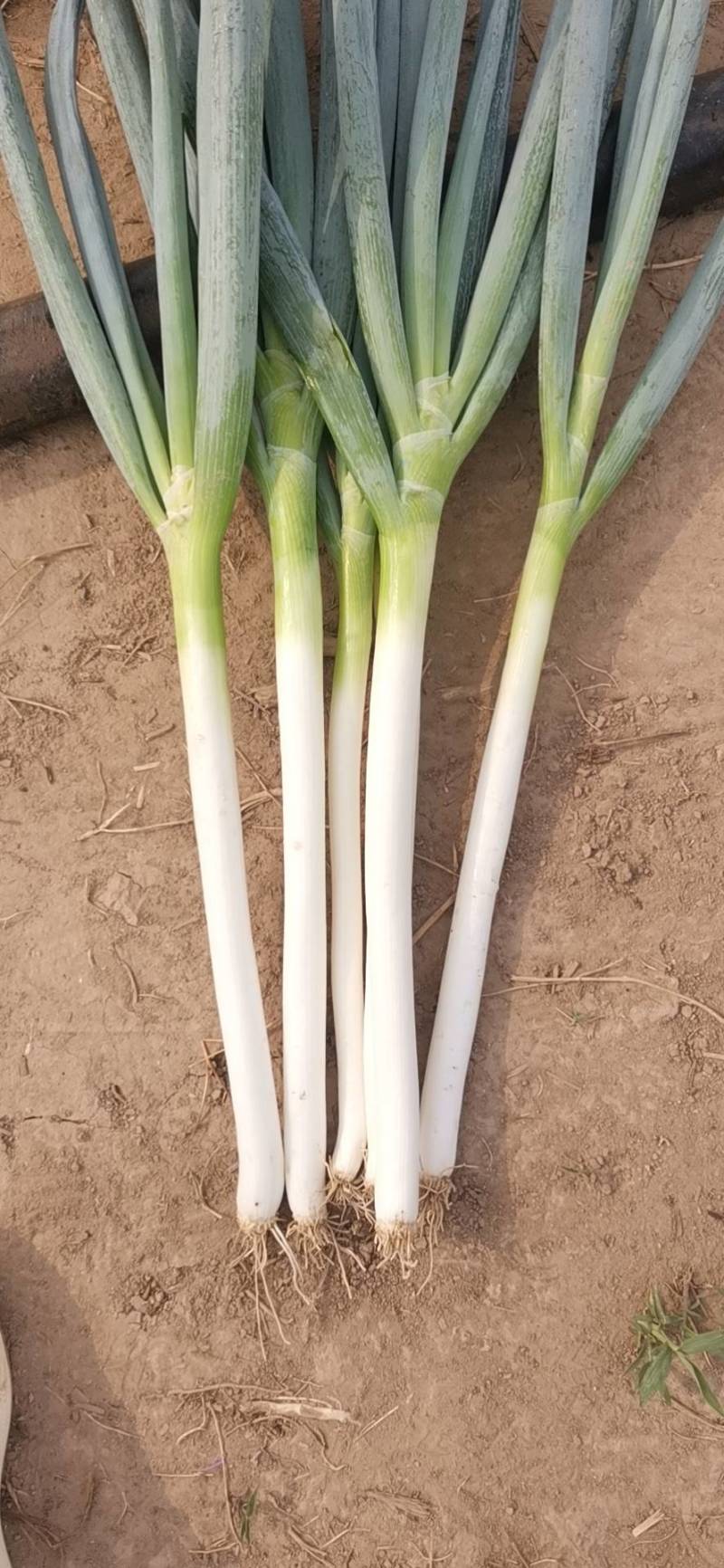 河南精品惠和一号，钢葱，小叶，全国代发可视频看货