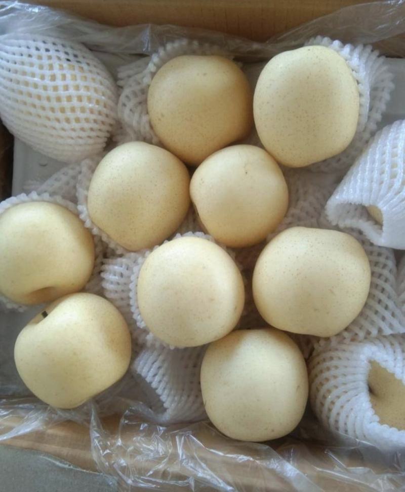 【河北精品皇冠梨】大量供应，货源足个头大，口感甜，价格优