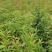 木荷容器苗，荷树苗，木荷，木荷无纺布容器苗