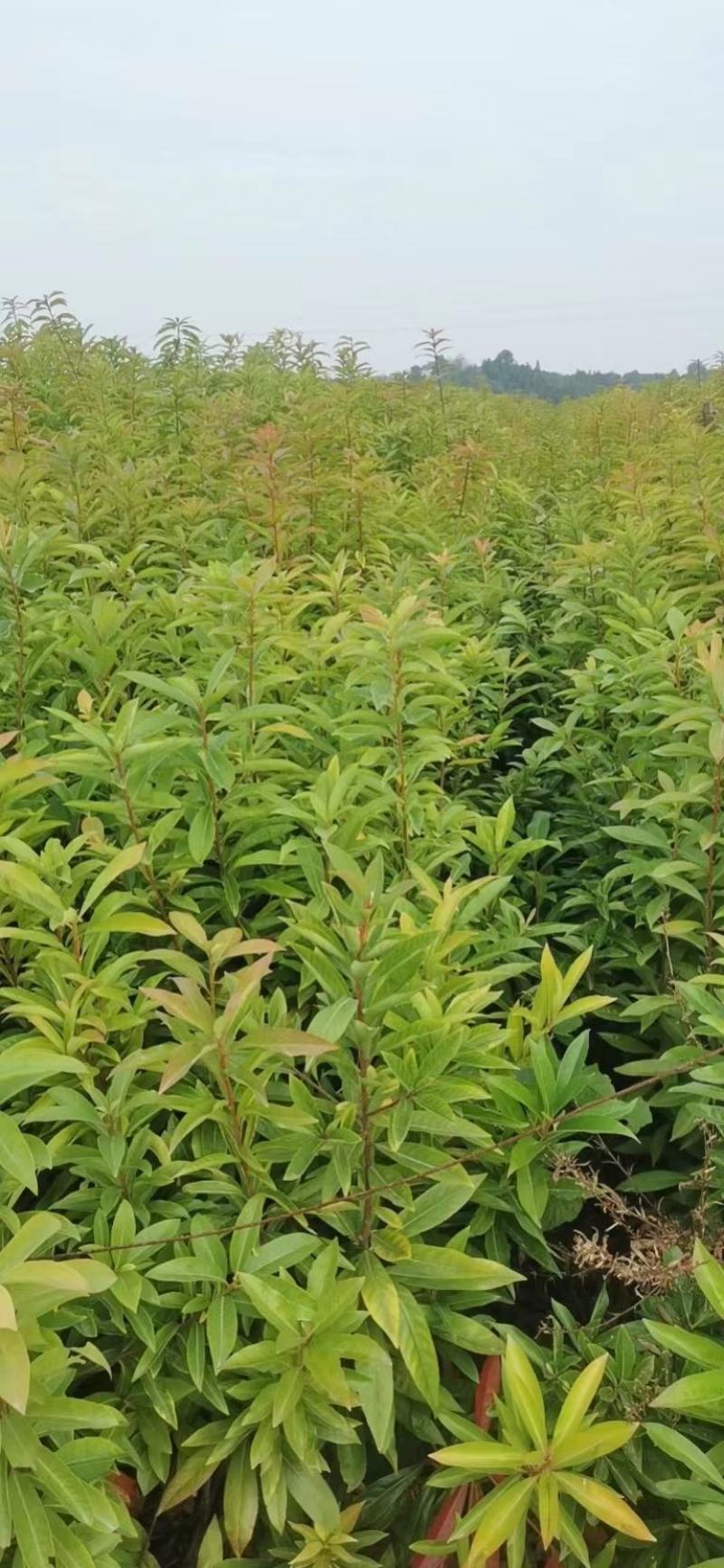 木荷容器苗，荷树苗，木荷，木荷无纺布容器苗