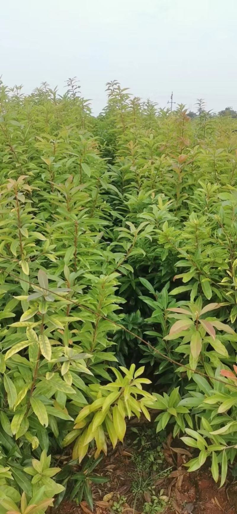 木荷容器苗，荷树苗，木荷，木荷无纺布容器苗