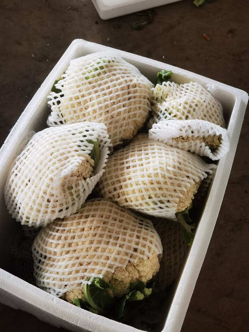 高原夏菜大量有货，品种齐全，支持配车
