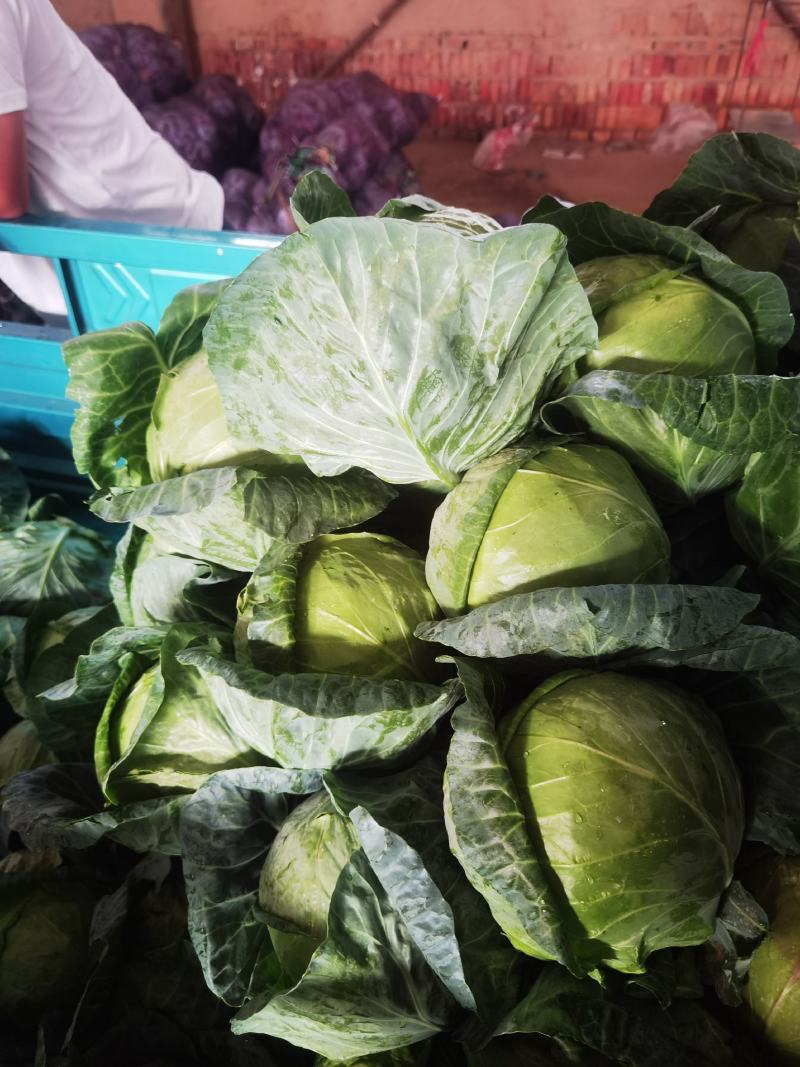 高原夏菜大量有货，品种齐全，支持配车