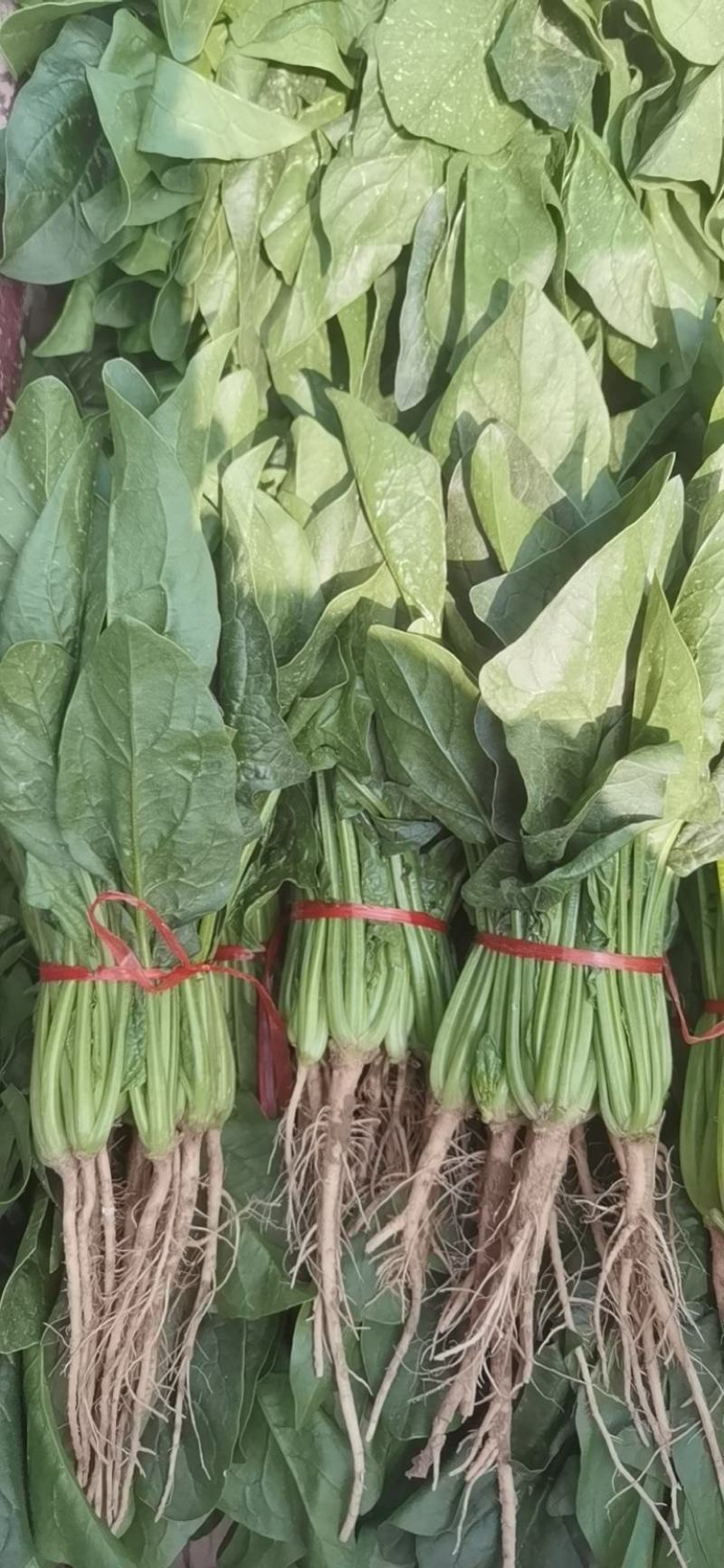 高原夏菜大量有货，品种齐全，支持配车