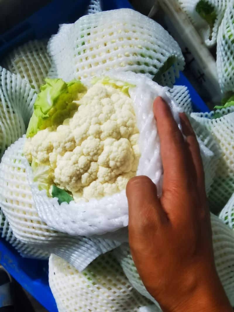 高原夏菜大量有货，品种齐全，支持配车