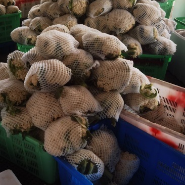 高原夏菜大量有货，品种齐全，支持配车