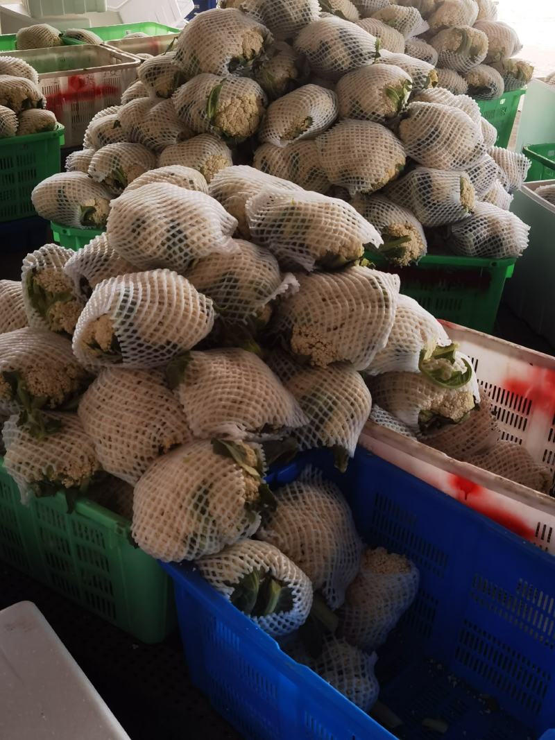 高原夏菜大量有货，品种齐全，支持配车