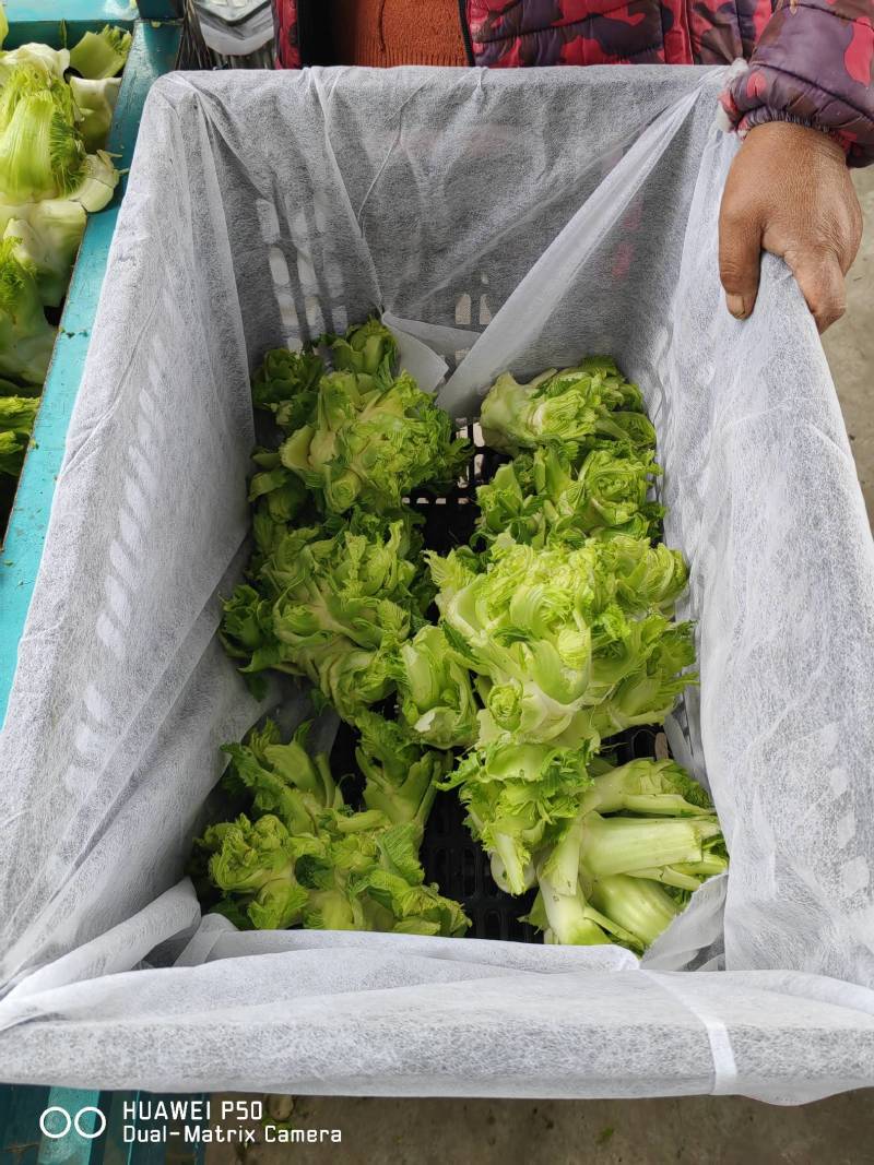 【儿菜】颜色翠绿净菜毛菜上车提供网袋纸箱周转筐泡沫箱