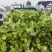 【儿菜】颜色翠绿净菜毛菜上车提供网袋纸箱周转筐泡沫箱