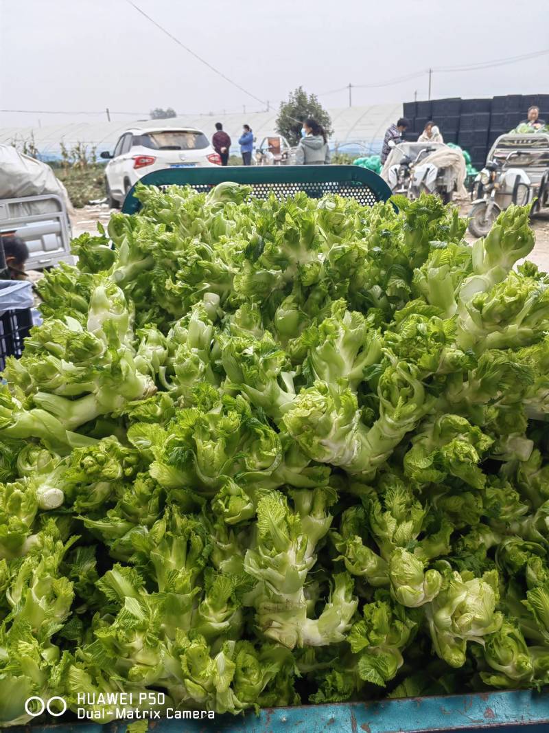 【儿菜】颜色翠绿净菜毛菜上车提供网袋纸箱周转筐泡沫箱