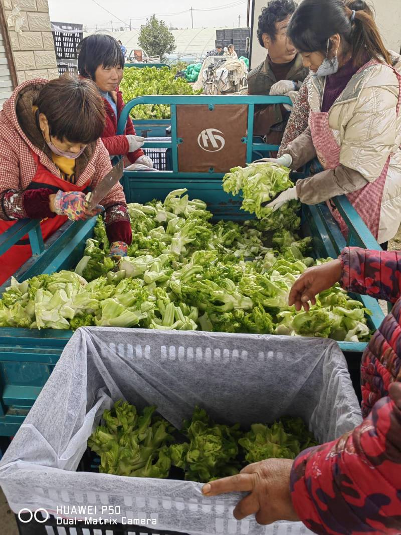 【儿菜】颜色翠绿净菜毛菜上车提供网袋纸箱周转筐泡沫箱