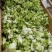 【儿菜】颜色翠绿净菜毛菜上车提供网袋纸箱周转筐泡沫箱