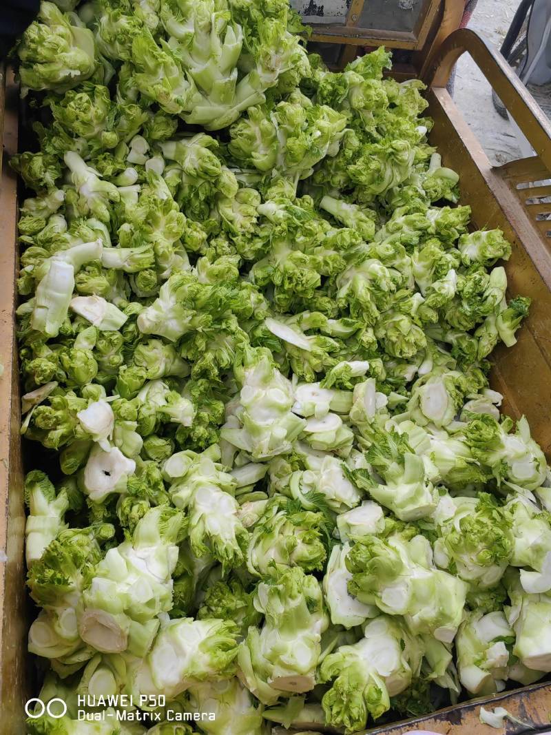【儿菜】颜色翠绿净菜毛菜上车提供网袋纸箱周转筐泡沫箱