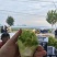 【儿菜】颜色翠绿净菜毛菜上车提供网袋纸箱周转筐泡沫箱