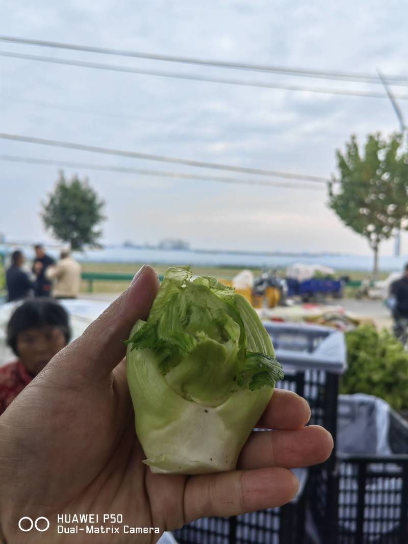 【儿菜】颜色翠绿净菜毛菜上车提供网袋纸箱周转筐泡沫箱