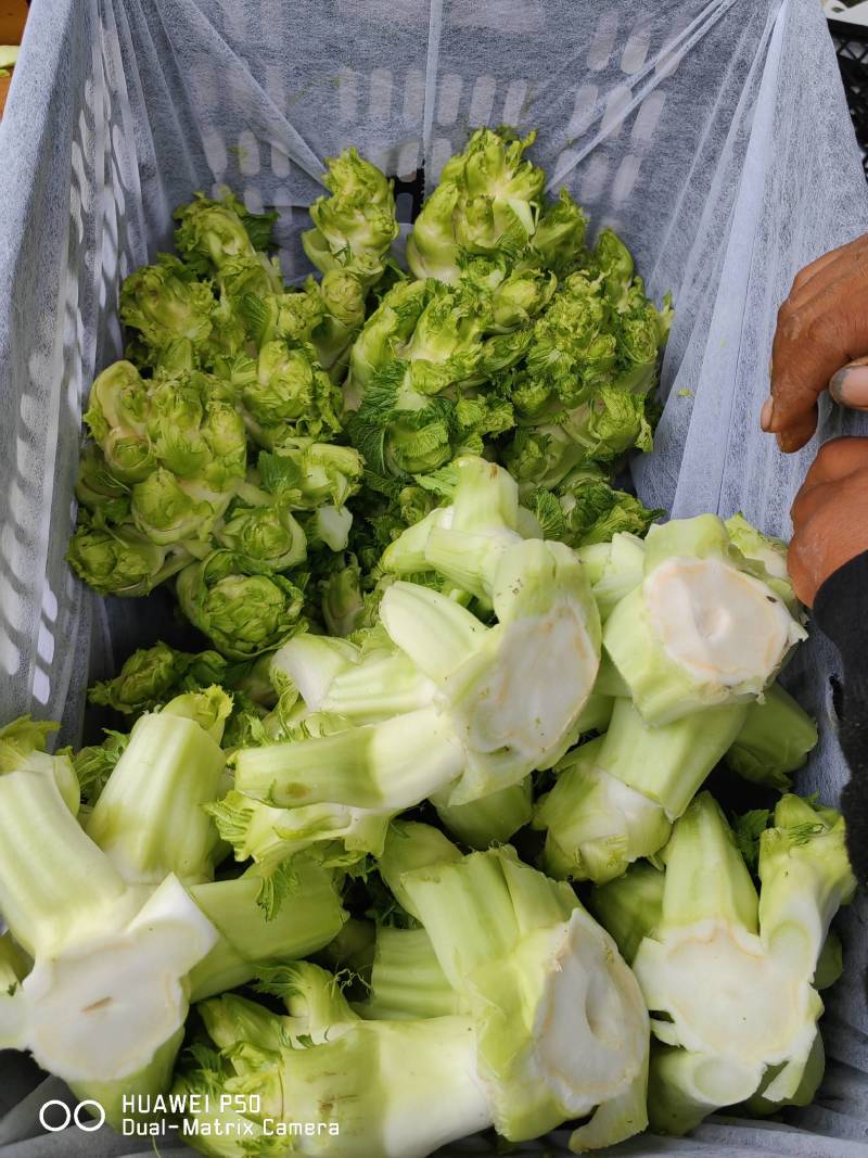 【儿菜】颜色翠绿净菜毛菜上车提供网袋纸箱周转筐泡沫箱