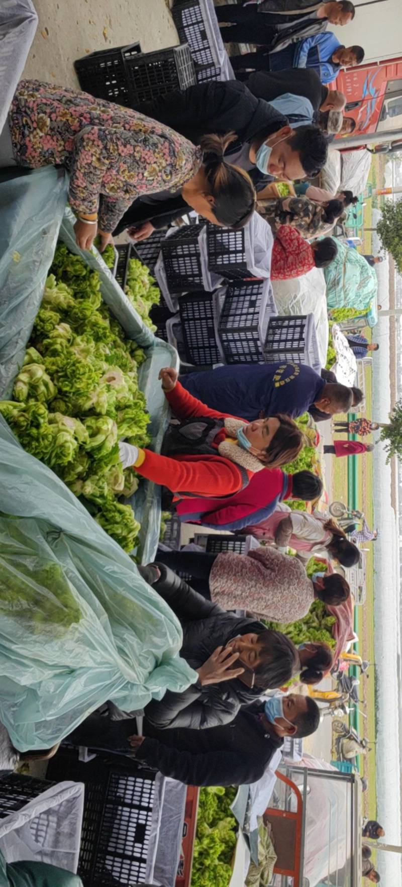【儿菜】颜色翠绿净菜毛菜上车提供网袋纸箱周转筐泡沫箱