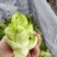 【儿菜】颜色翠绿净菜毛菜上车提供网袋纸箱周转筐泡沫箱