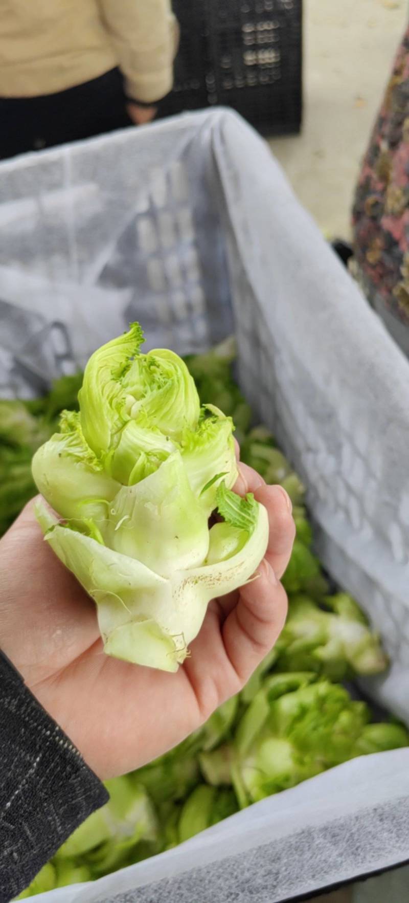 【儿菜】颜色翠绿净菜毛菜上车提供网袋纸箱周转筐泡沫箱