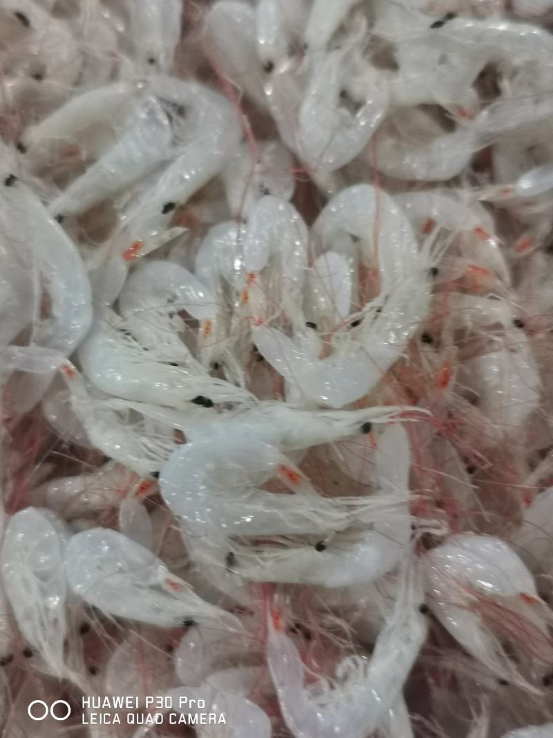 盐干虾皮大量加工现货，渔船一手货源，寻实力客户代收代加工