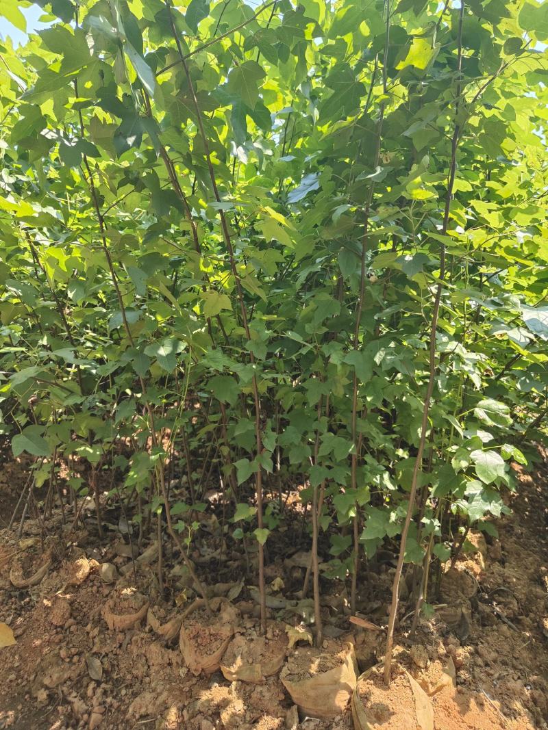 枫香，枫香容器苗，枫香大苗，土球苗，带土球