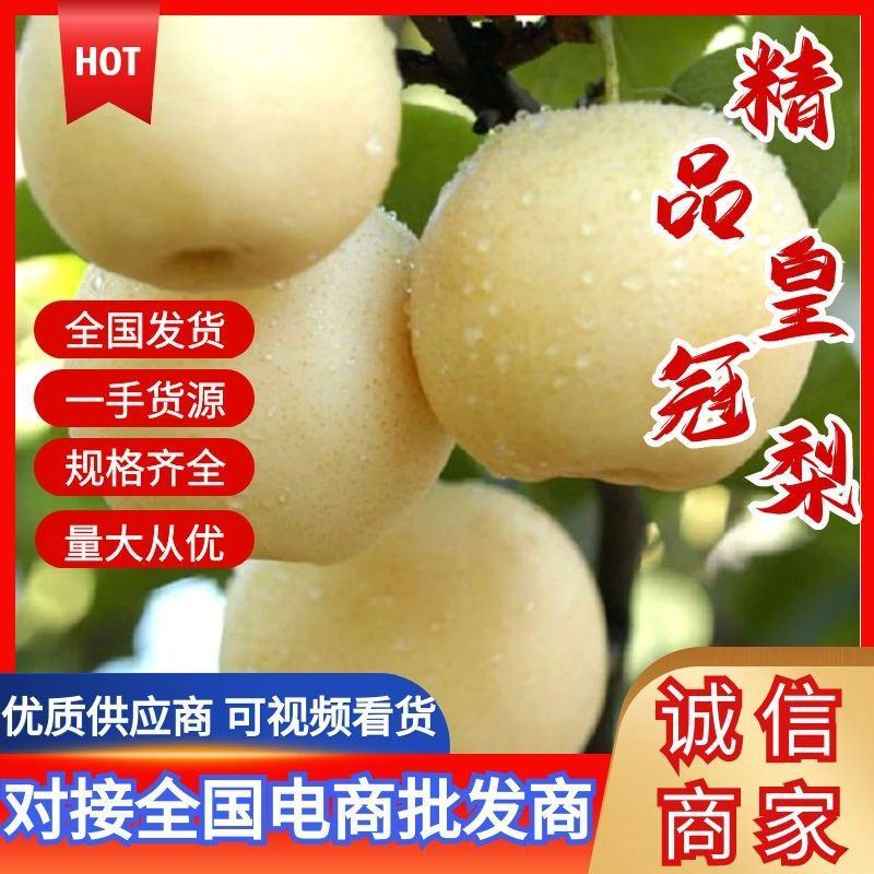河北皇冠梨一手货源脆甜多汁价格实惠对接全国