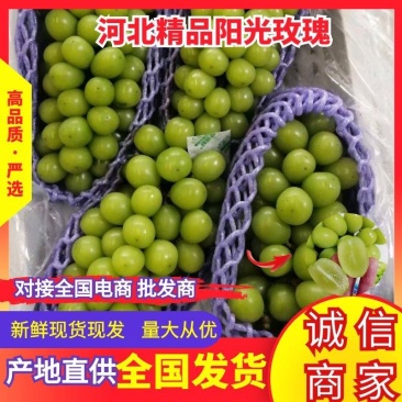 【阳光玫瑰礼盒装】大量供应，价格实惠产地直供品质保证