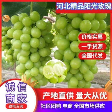 河北冷库阳光玫瑰大量上市，货源充足产地直供对接全国