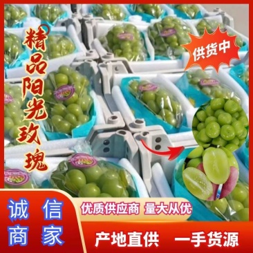 【精品阳光玫瑰】量大从优，产地直发，保质保量，可视频看货