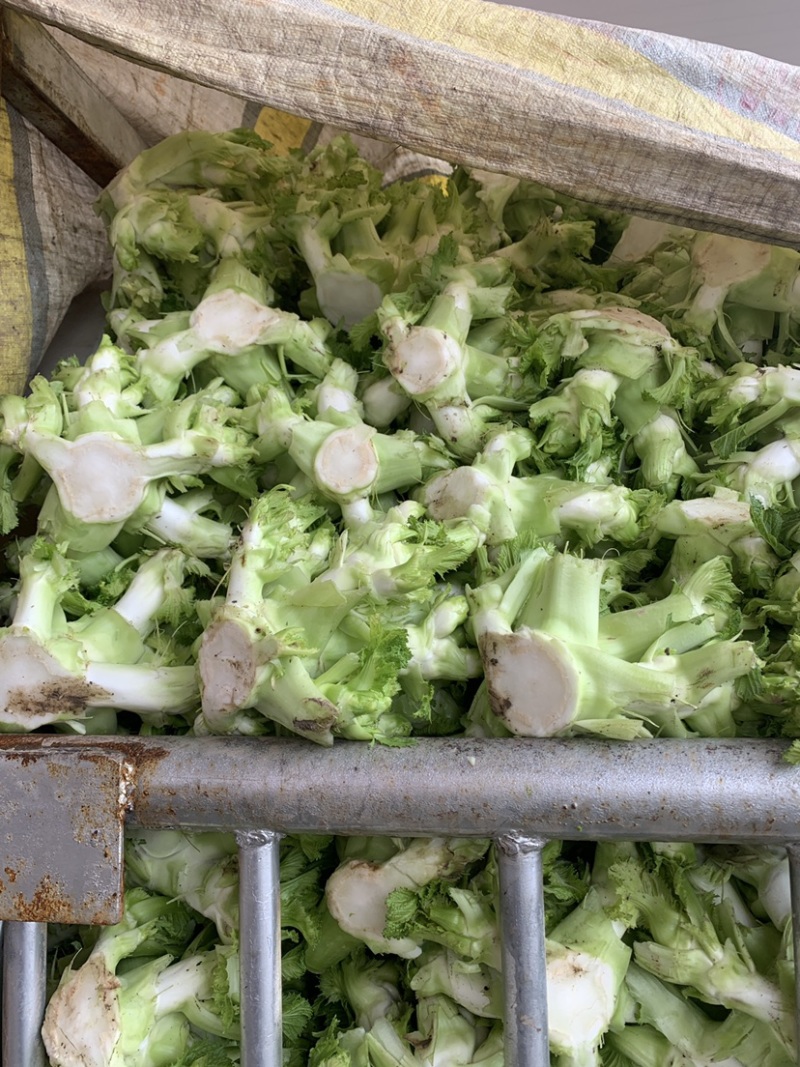儿菜娃娃菜大心子出净货货源充足青秀个大