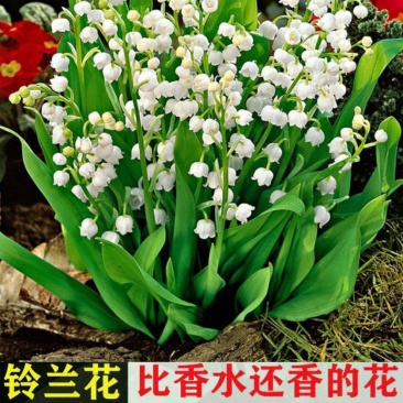铃兰花苗带芽浓香型花卉绿植阳台室内花卉多年生耐寒花卉种球