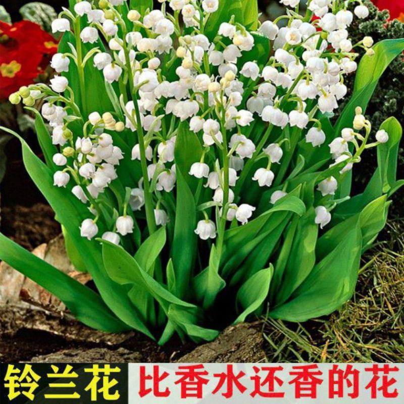 铃兰花苗带芽浓香型花卉绿植阳台室内花卉多年生耐寒花卉种球
