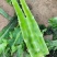红叶香莴苣，大量供应一手货源，无花无空心，价格便宜