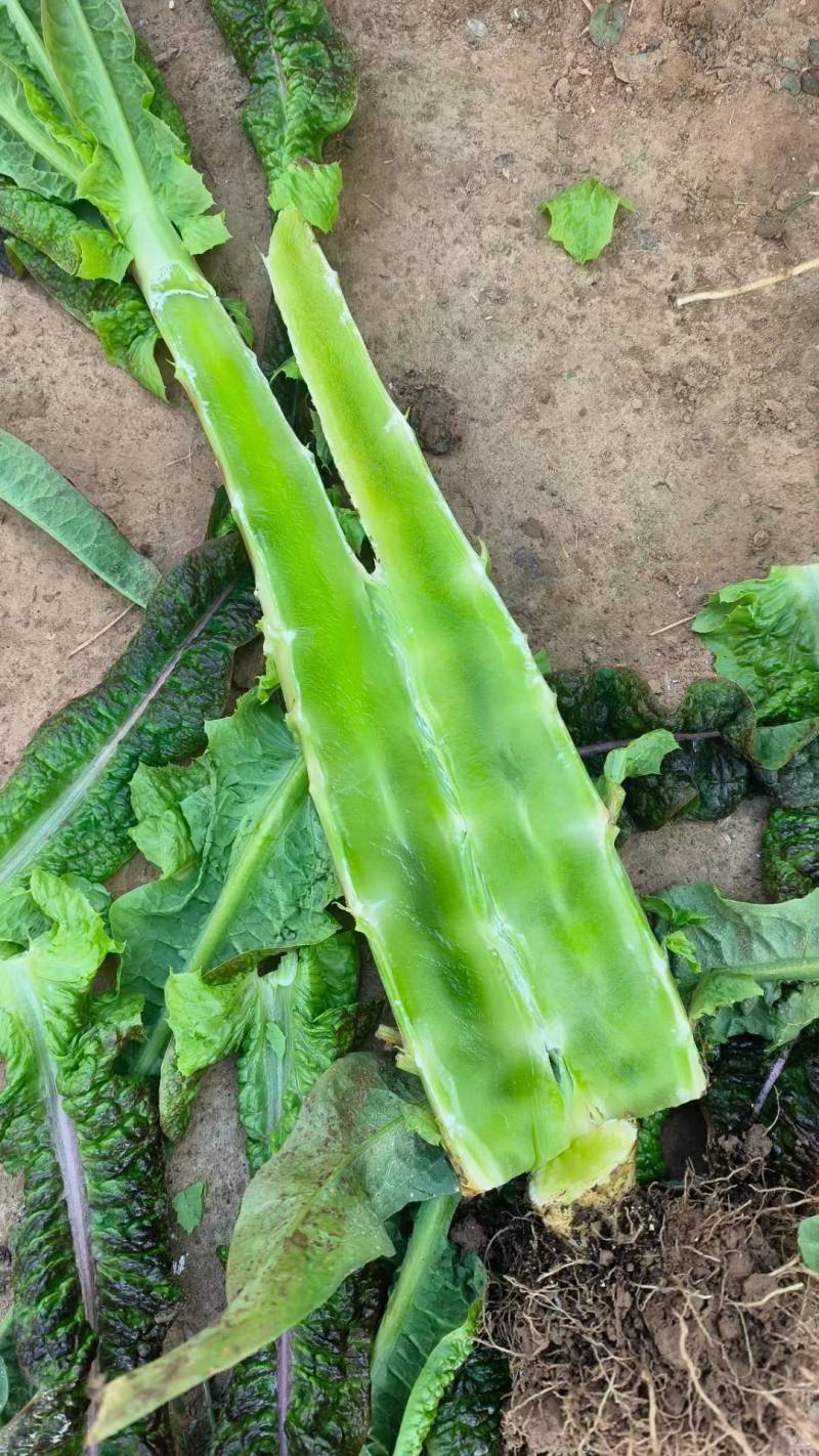 红叶香莴苣，大量供应一手货源，无花无空心，价格便宜