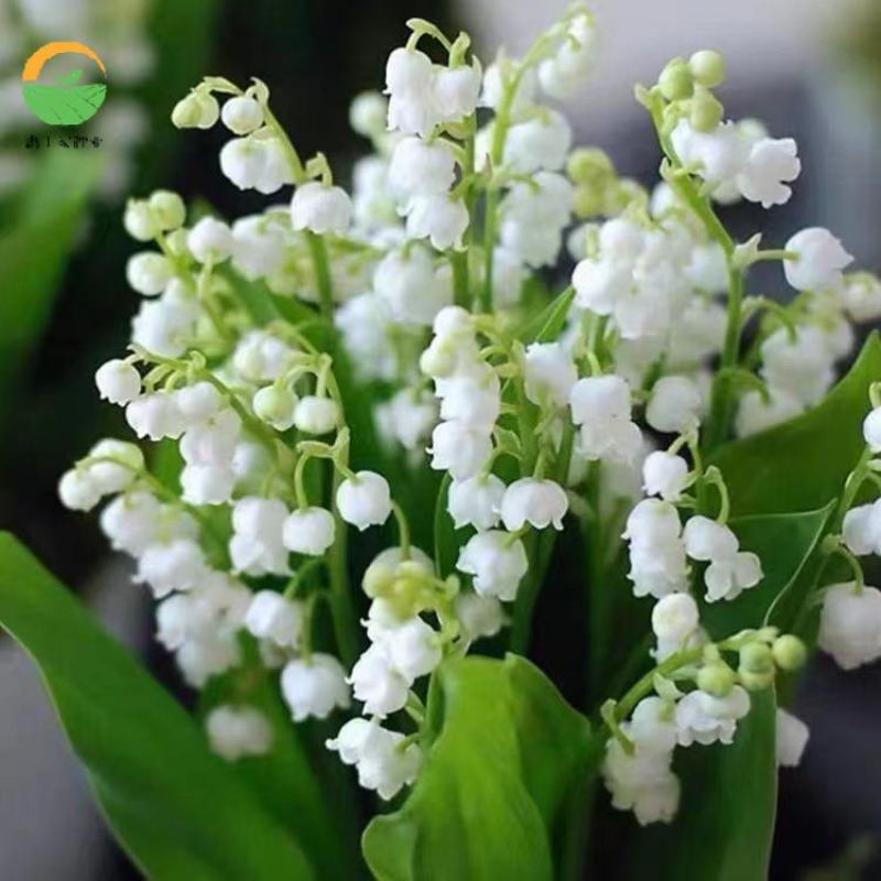 铃兰花苗带芽浓香型花卉绿植阳台室内花卉多年生耐寒花卉种球