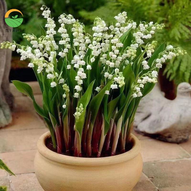 铃兰花苗带芽浓香型花卉绿植阳台室内花卉多年生耐寒花卉种球