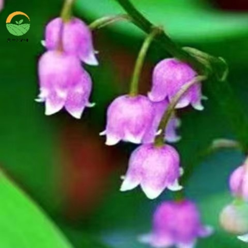 铃兰花苗带芽浓香型花卉绿植阳台室内花卉多年生耐寒花卉种球