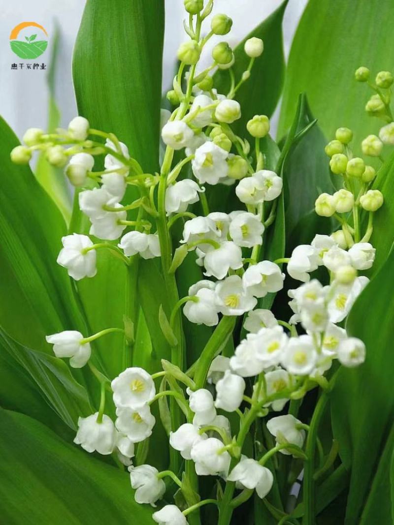 铃兰花苗带芽浓香型花卉绿植阳台室内花卉多年生耐寒花卉种球