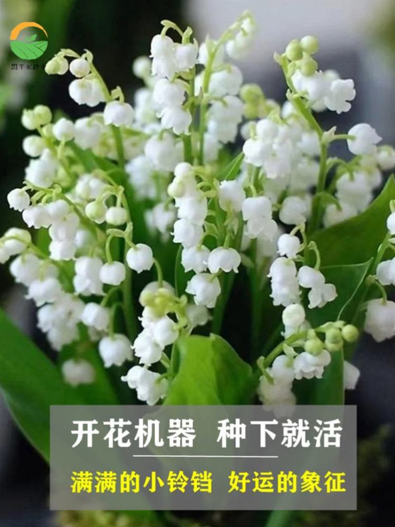 铃兰花苗带芽浓香型花卉绿植阳台室内花卉多年生耐寒花卉种球