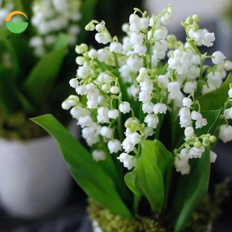 铃兰花苗带芽浓香型花卉绿植阳台室内花卉多年生耐寒花卉种球