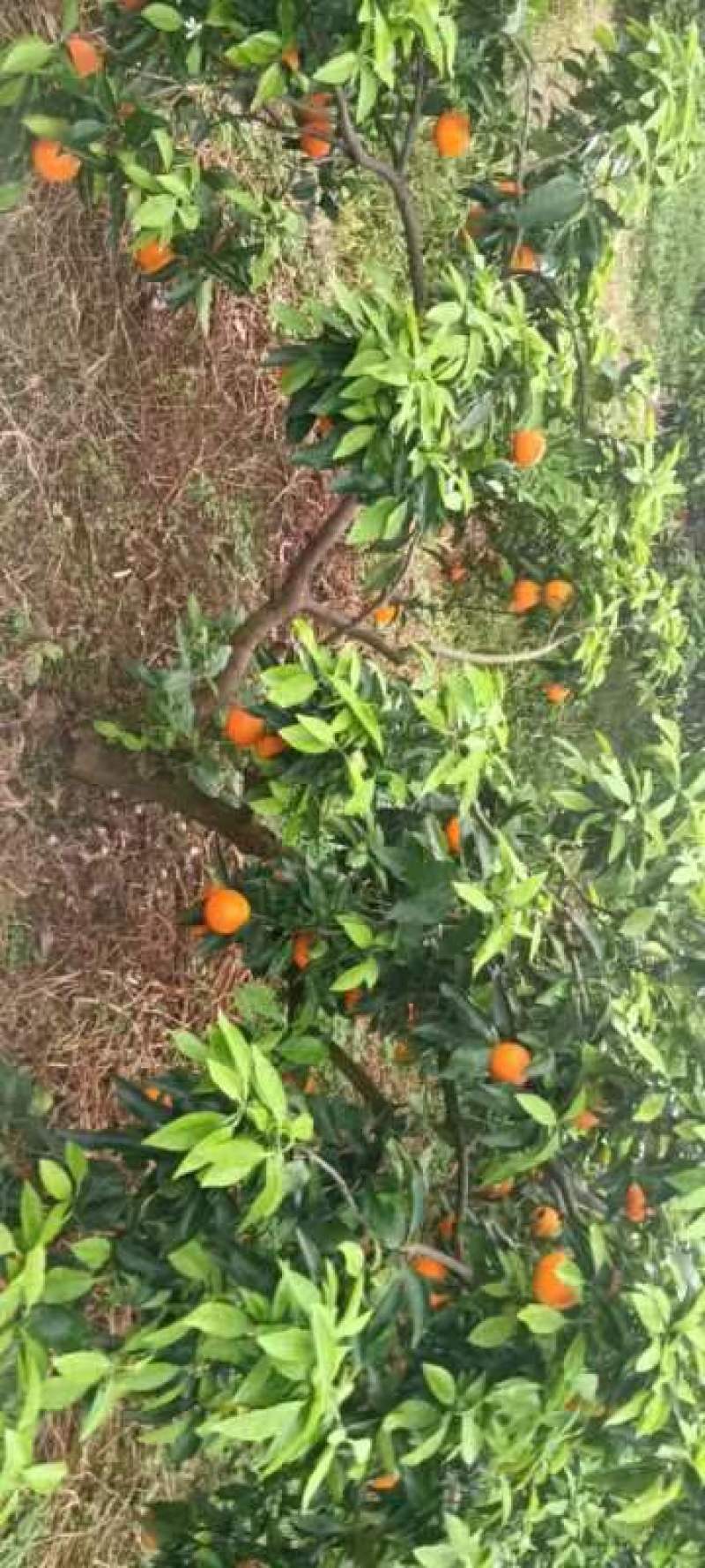 资阳雁江爱媛橙果冻橙，果皮薄，口感好，基地种植，甜度高