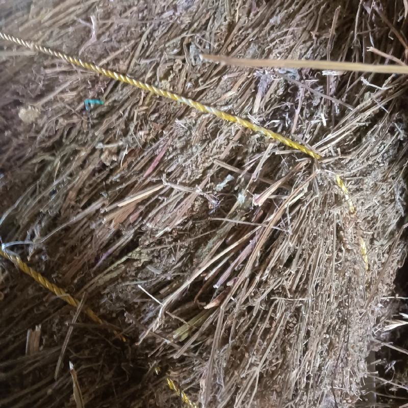 荔枝草产地直销