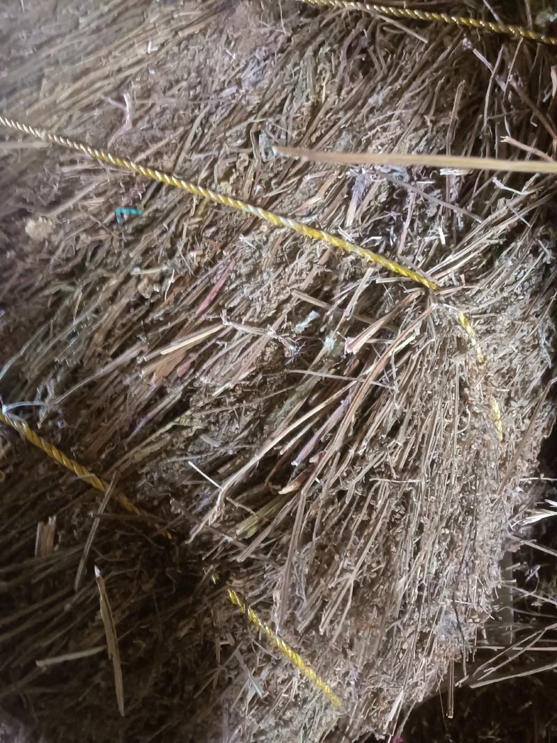 荔枝草产地直销