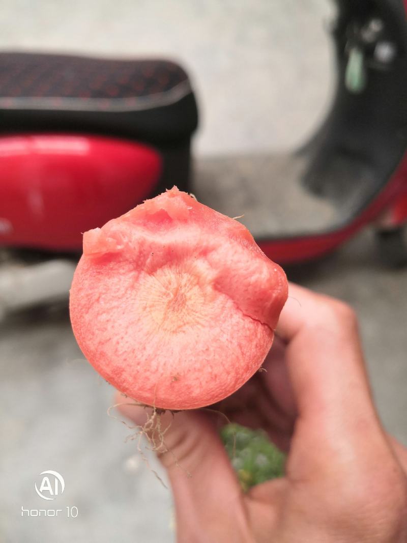 秤杆红萝卜大量上市